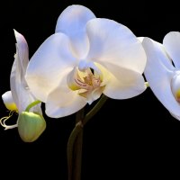 Pearly Orchids