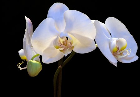 Pearly Orchids - white, orchids, beautiful, flowers, lovely, flower