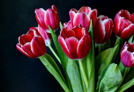 * Sweet tulips * - soft, tulips, leaves, tender, flowers, bouquet