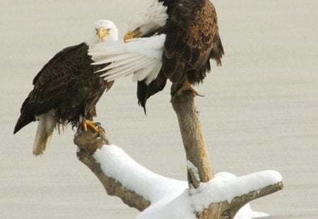 Talk to me,baby! - two, baby, talk, branch, snow, wing, eagles, birds