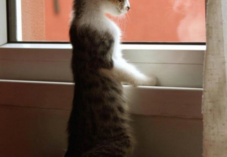 Gonna rain today... - today, window, cat, rain, watch, small, kitten