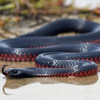 AUSTRALIAN RED-BELLY