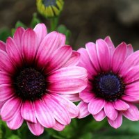 MINIATURE GERBERA