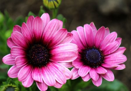 MINIATURE GERBERA - daisies, flowers, blooms, purple, gardens, pink, gerbera