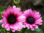 MINIATURE GERBERA