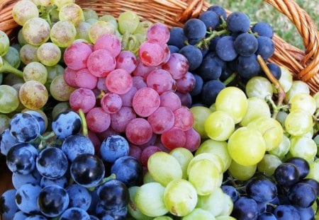 PICK OF THE CROP - grapes, harvest, fruit, colourful, baskets