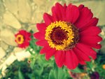 Red autumn flowers