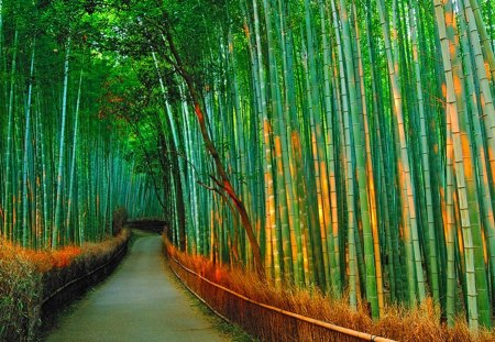 Bamboo path - city, green, path, bamboo