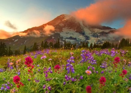 Mountain in summer - pretty, summer, grass, mountain, flowers, fresh, nice, sky, clouds, beautiful, slope, lovely, freshness, peaks, wildflowers, colorful, nature, lupin