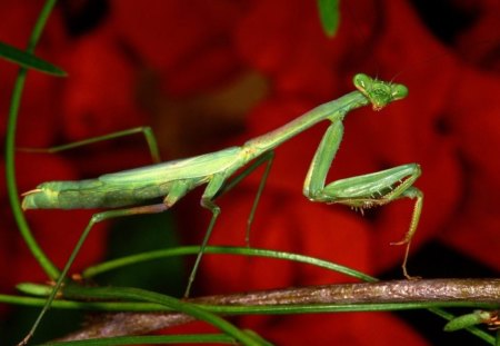 YOU TALKIN' TA ME??? - insects, red, green, flowers, gardens, mantiss