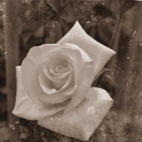 Vintage Rose