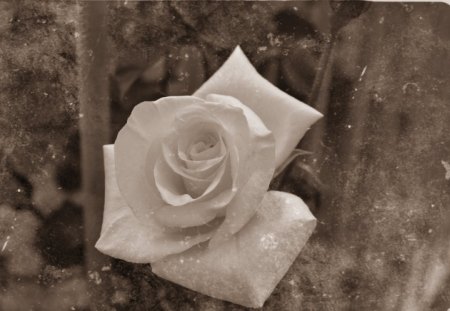 Vintage Rose - rose, flower, vintage, photography