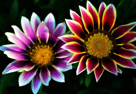 Beautyful Gazania - blooms, nature, garden, flower