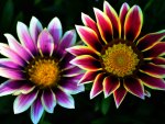 Beautyful Gazania