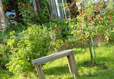 a nice place - red, garden, bench, roses, flowers, cherrys, nature