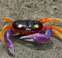 Spider crab