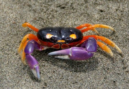 Spider crab - beach, zodiac, water, summer, eye, black, violet, purple, pink, red, animal, orange, spider crab, sand, cute, cancer