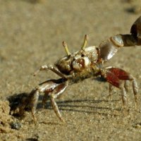 Fiddler Crab (Uca rapax)