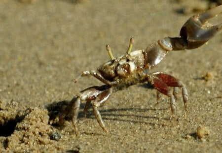 Fiddler Crab (Uca rapax) - cancer, animal, water, summer, beach, uca rapax, zodiac, fiddler crab