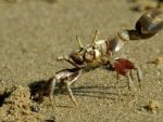 Fiddler Crab (Uca rapax)