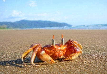 Crab - water, summer, beach, sea, ocean, orange, sand, crab, cancer, animal, zodiac