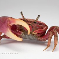 Crab