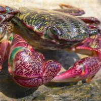 Crab