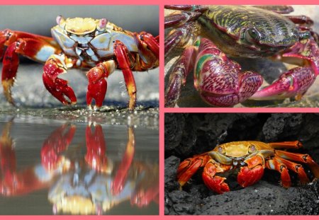 Crabs  - red, purple, animal, pink, zodiac, water, aqua, cancer, beach, yellow, crab, stone