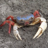 Crab