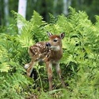 Newborn Chital Deer