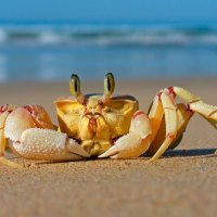 Crab