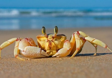 Crab - summer, animal, zodiac, water, cancer, beach, yellow, crab, blue