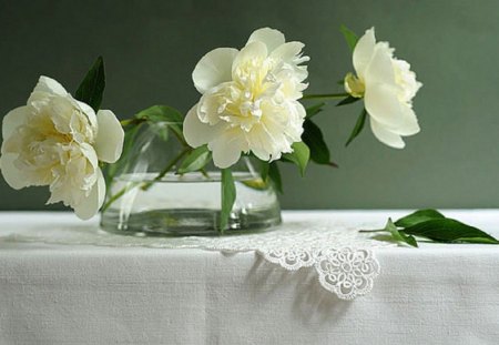 white peonies - flowers, white, still life, peonies