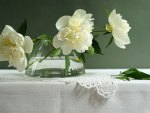 white peonies