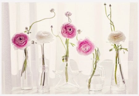 ranunculus - flowers, ranunculus, still life, vases