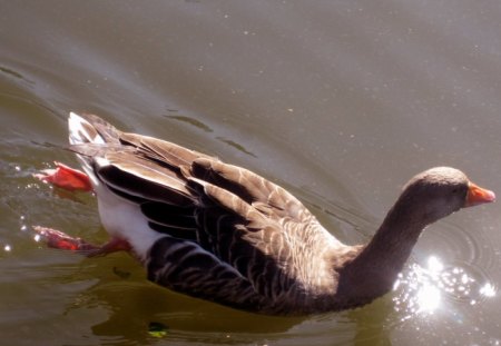 Chillin' in the summertime... - water, brown, sunshine, orange, ducks, animals