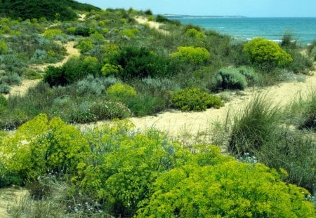 Andalucia - dunes, yellow, blue, beaches, ocean, sand, nature, green, plants