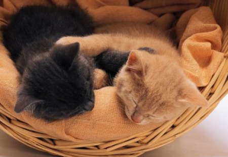 sleeping..... - sleeping, basket, kuttens, cats