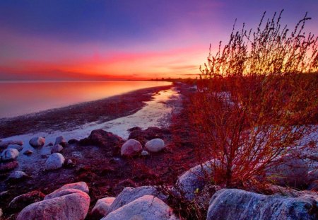 On fire - sundown, bushes, sunrise, reflection, flowers, shore, purple, plants, nice, sky, sun, scandinavia, sunlight, water, beautiful, sea, colors, lovely, ocean, stones, north, colorful, nature, sunset, rays, cloyuds