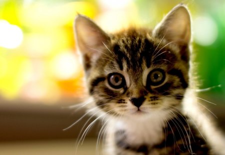 ADORABLE KITTY - close up, adorable, kitten, kitty