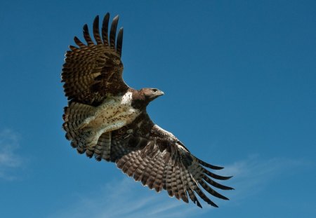 MIGHTY MARTIAL - birds, raptors, africa, predators, birds of prey, wings, feathers, eagles, sky