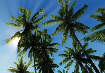 sun - palms, sky, skadows, sun