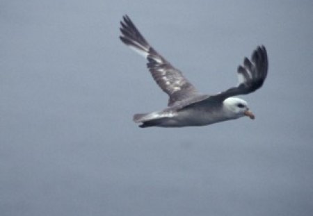 Flying Seagull - animal, flying, sky, bird