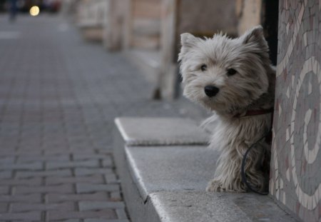 Little Fluffy Puppy - fur, nose, puppy, eyes, day, sidewalk, buildings, mouth, paws, nature, dog, architecture, animal, cute