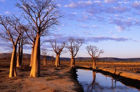 Boab Trees on Kimberly Plateau - boab, tree, palteau, kimberly