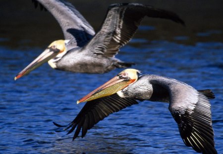 Pelicans - water, blue, brown, flying, bill, black, white, animal, sea bird, fly, beak, pelican, feathers, fish