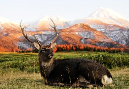 Single Deer - antlers, buck, single, deeer