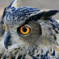 Great Horned Owl