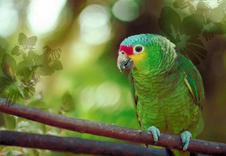 Green Parrot - sitting, outside, feathers, branch, bird, nature, yellow, parrot, red, twig, animal, leaves, green, tree, green parrot