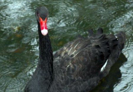 Black Swan - bird, webbed feet, water, pond, black, white, animal, nature, red, wings, latke, feathers, swim